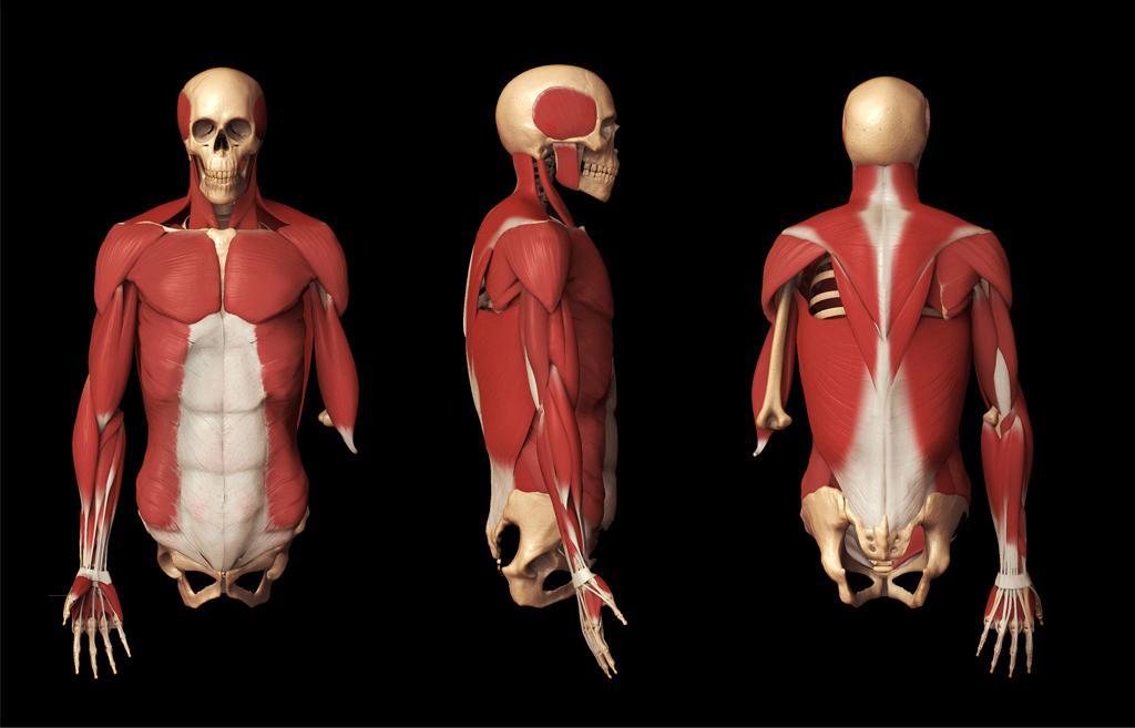 Anatomy là gì? Tìm hiểu về tầm quan trọng của giải phẫu học - Ảnh 1