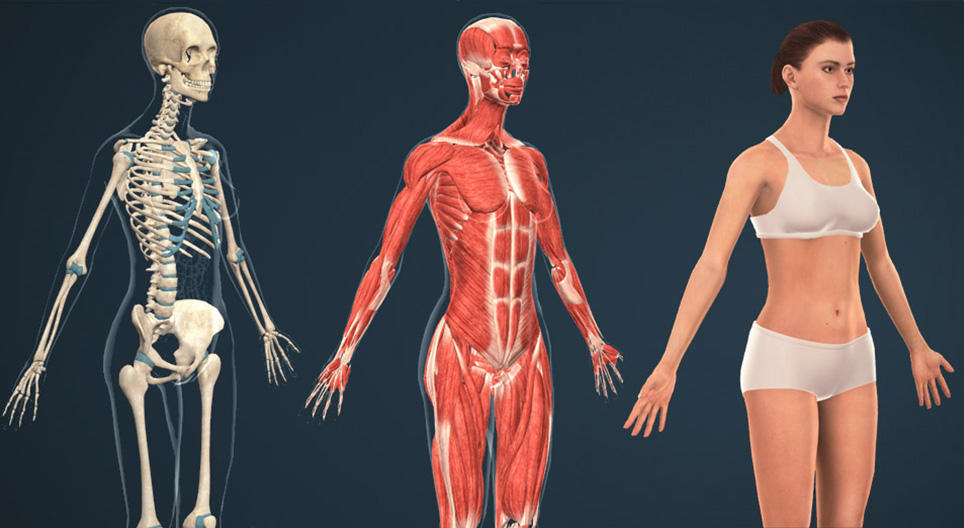 Anatomy là gì? Tìm hiểu về tầm quan trọng của giải phẫu học - Ảnh 3
