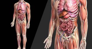 Anatomy là gì? Tìm hiểu về tầm quan trọng của giải phẫu học