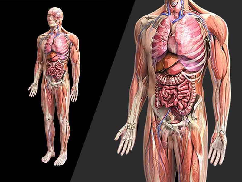 Anatomy là gì? Tìm hiểu về tầm quan trọng của giải phẫu học