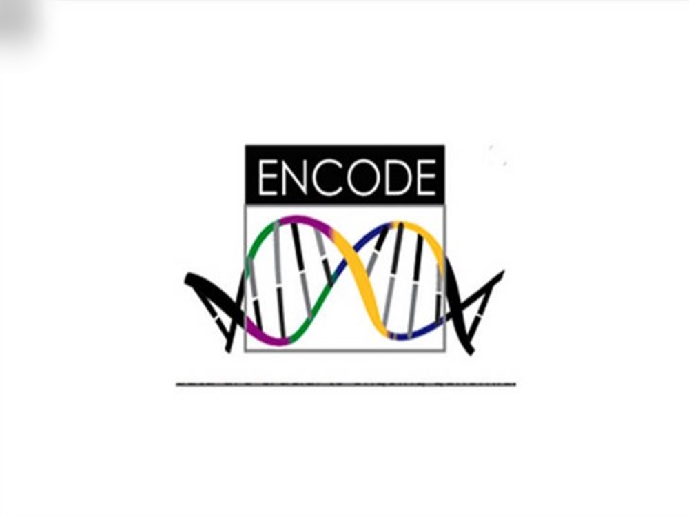 Encode là gì? Một số thuật ngữ về các định dạng