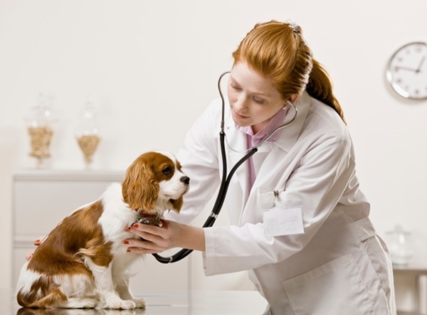 Tìm hiểu bác sĩ thú y là gì và mức thu nhập hấp dẫn của họ - Ảnh 3