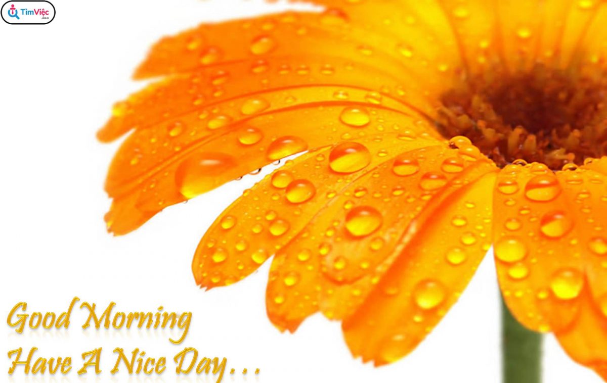 Tổng hợp những lời chúc ngày mới hay nhất mọi thời đại