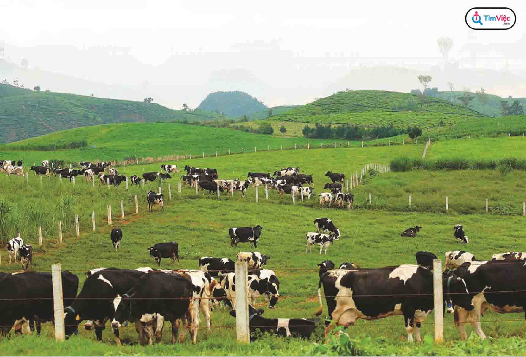 Ngành chăn nuôi học những gì? Cơ hội việc làm khi ra trường thế nào?