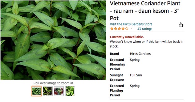 Một loại rau gia vị ở Việt Nam mọc um tùm, sang nước ngoài thành của hiếm, giá bán tăng hơn 120 lần - Ảnh 3