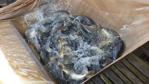 Nghề lạ của Việt Nam: Nuôi loại cá lạ thịt giòn như tràng lợn, 5 tháng bán lãi gấp 3, thành đặc sản nổi tiếng được săn lùng - Ảnh 1
